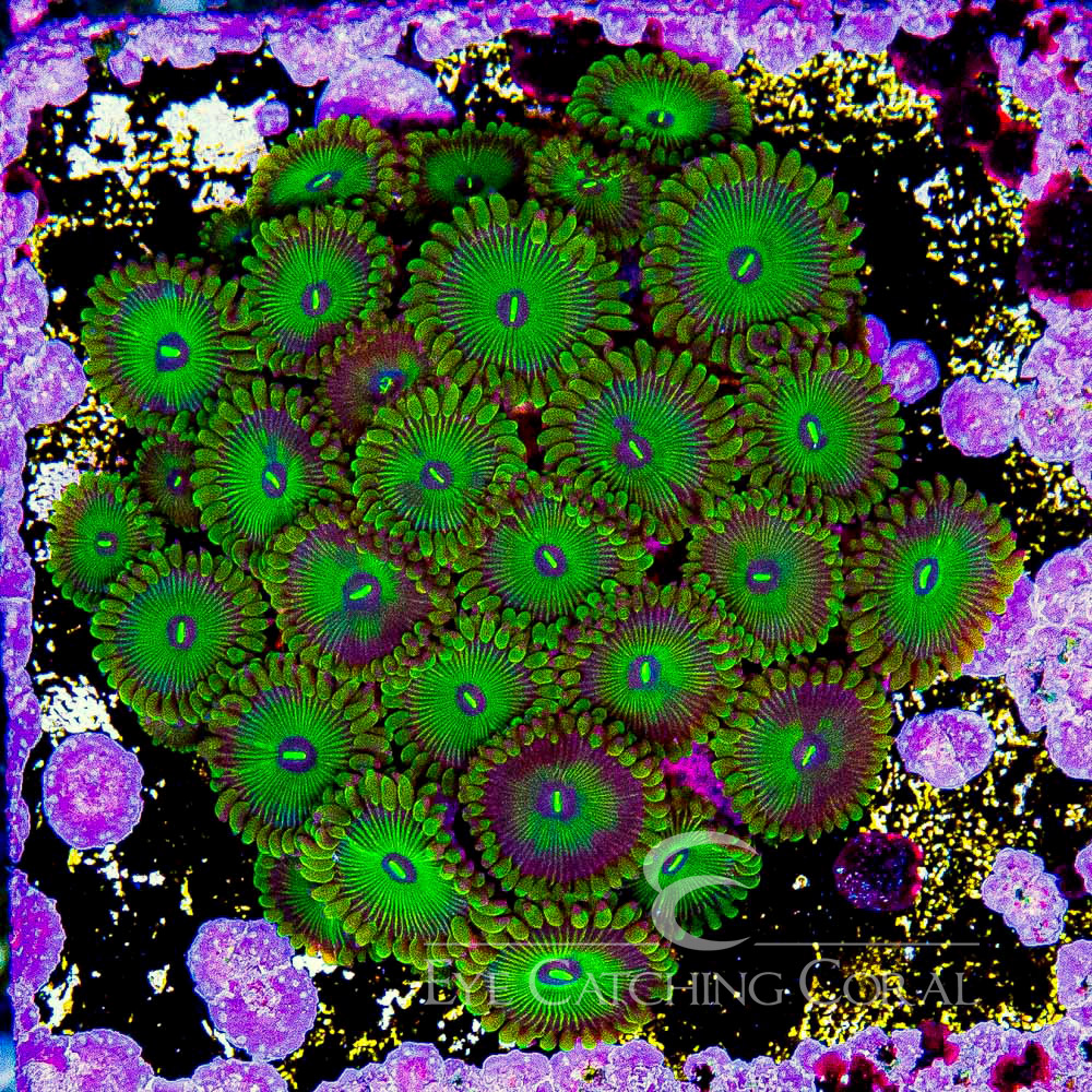 ECC Grouchy Green Zoanthid Frag (2+Polyp Average)