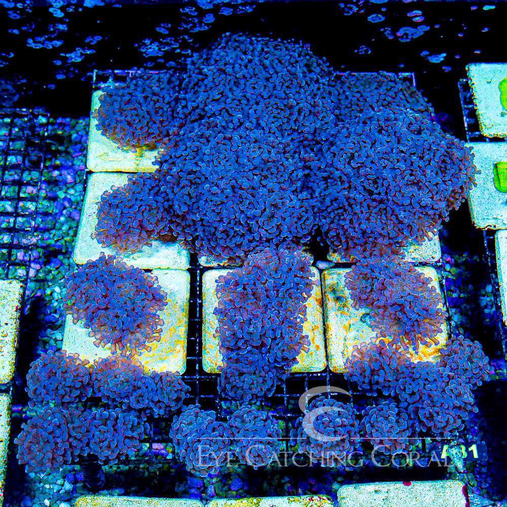 ECC Dark Storm Hammer Frag