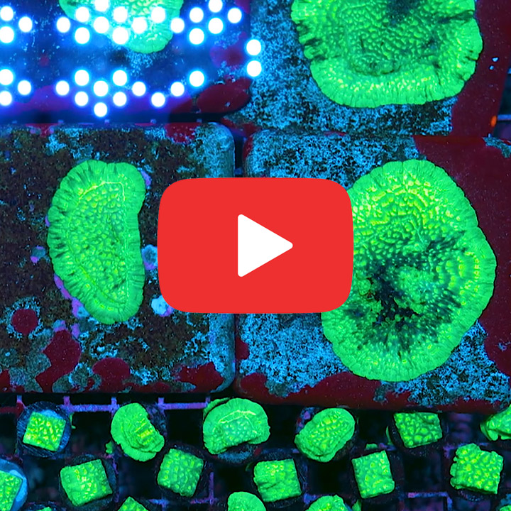 ECC Kiwi Fusion Leptoseris Frag
