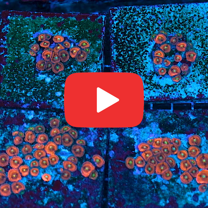 ECC Pink Sapphire Zoanthid Frag (2+ Polyp Average)