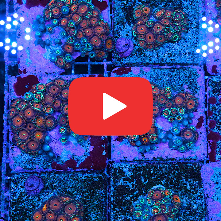 ECC Seduction Zoanthid Frag (2+ Polyp Average)