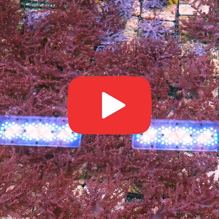 ECC Kenya Tree Big Frag