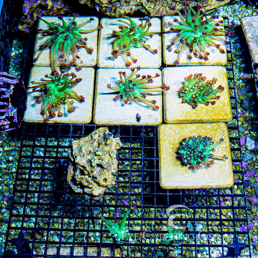 ECC Wondering Eye Goniopora Frag