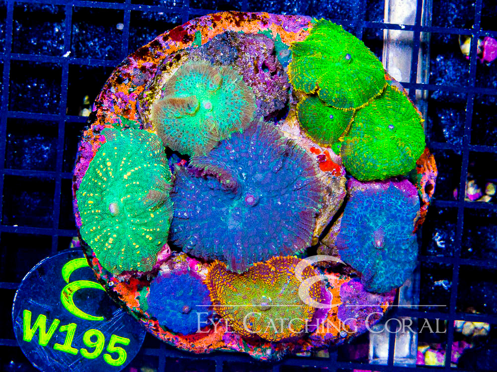 Indo Rhodactis Mushroom XL - Disc W195