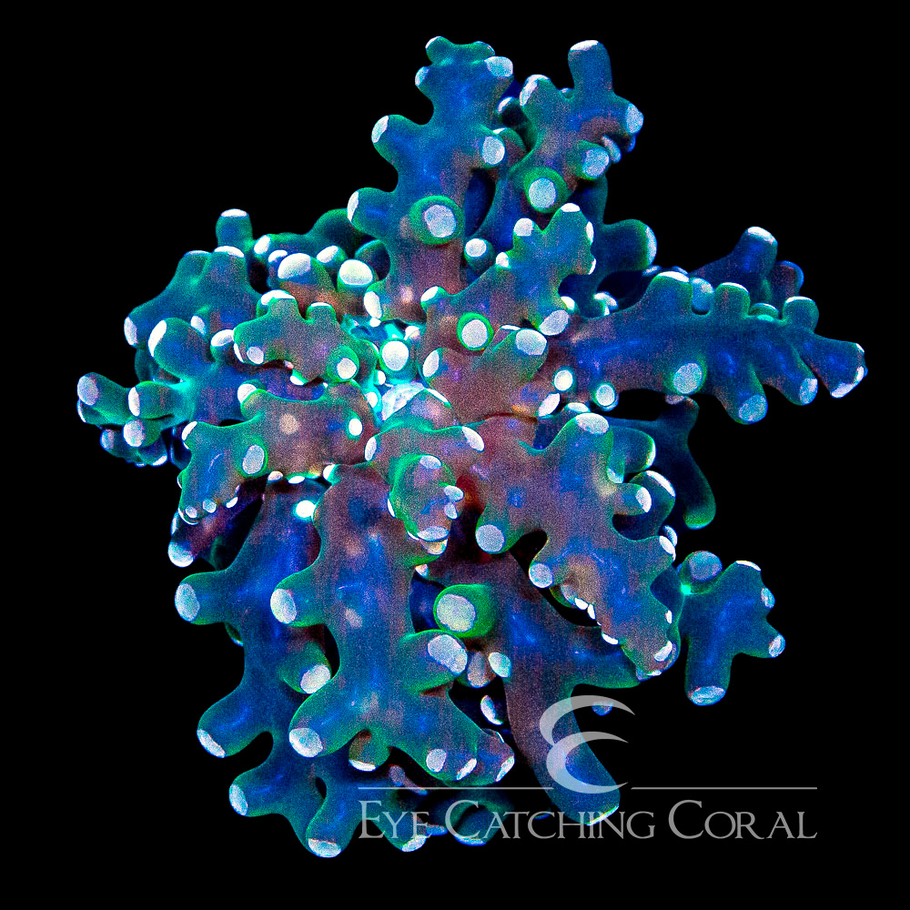 ECC Poison Dart Frogspawn Frag
