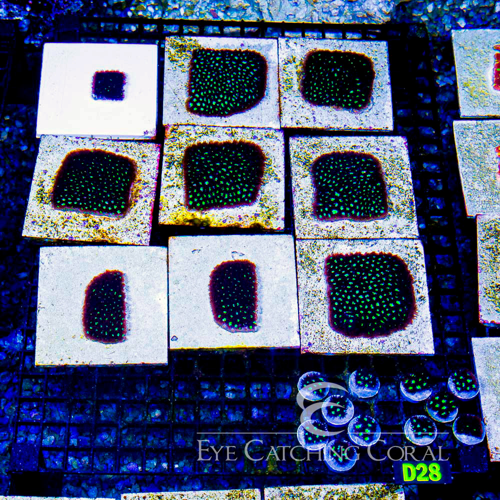 ECC Colossus Leptastrea Frag