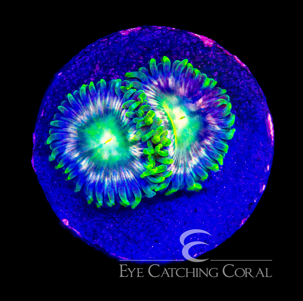 ECC Verdant Grove Zoanthid Frag (Big Polyp Zoa) (2+ Polyp Average)