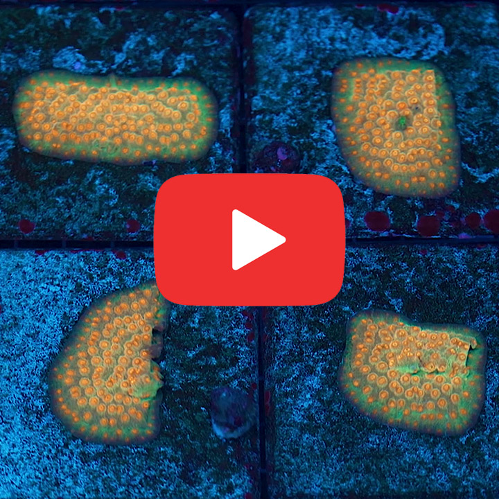 Jason Fox Flicka Flame Cyphastrea Frag