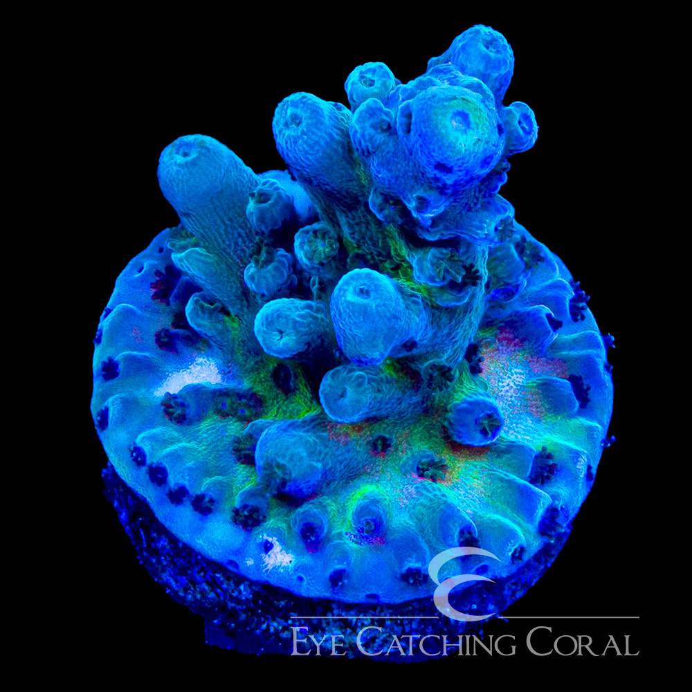 ECC Ice Tort Acropora Frag