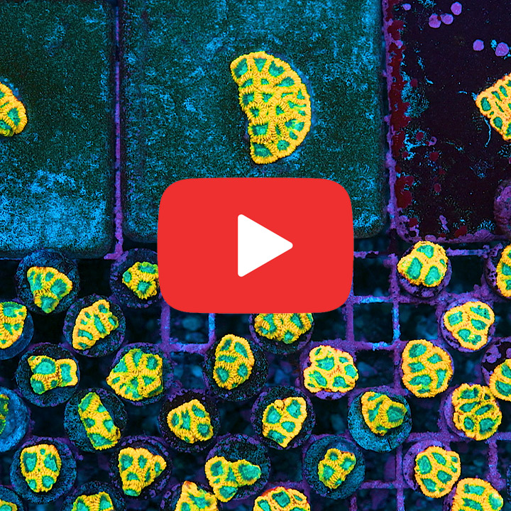 ECC Electric Daisy Favia Frag