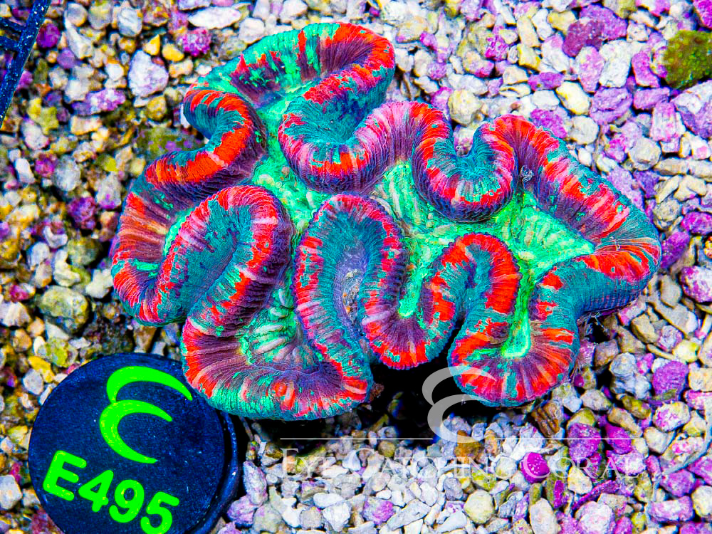 Aussie Trachy Ultra L - Disc E495