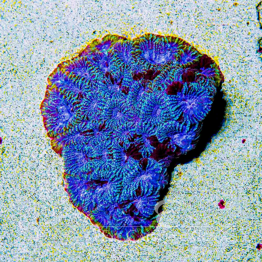 ECC Space Rift Favia Frag