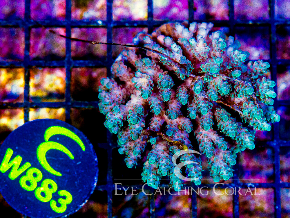 Fiji Acropora Wild S - Disc W883