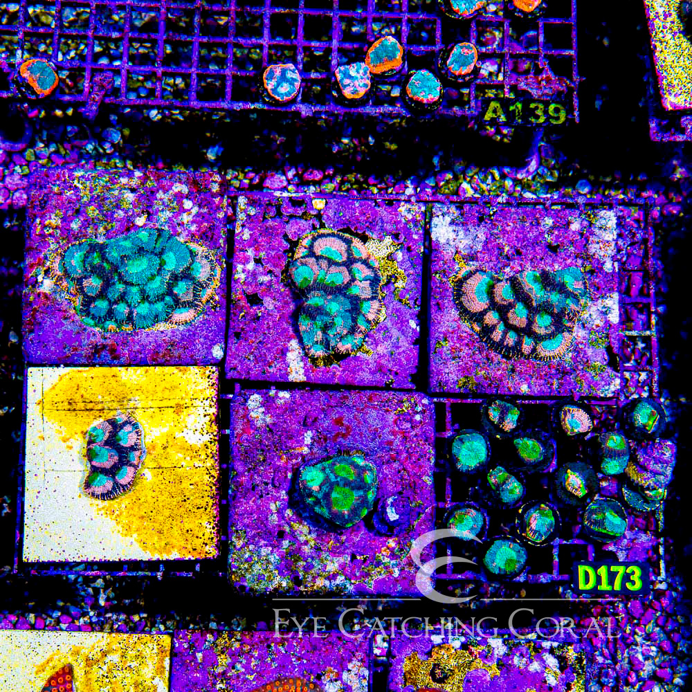 ECC Flamingo Splatter Echinata Frag