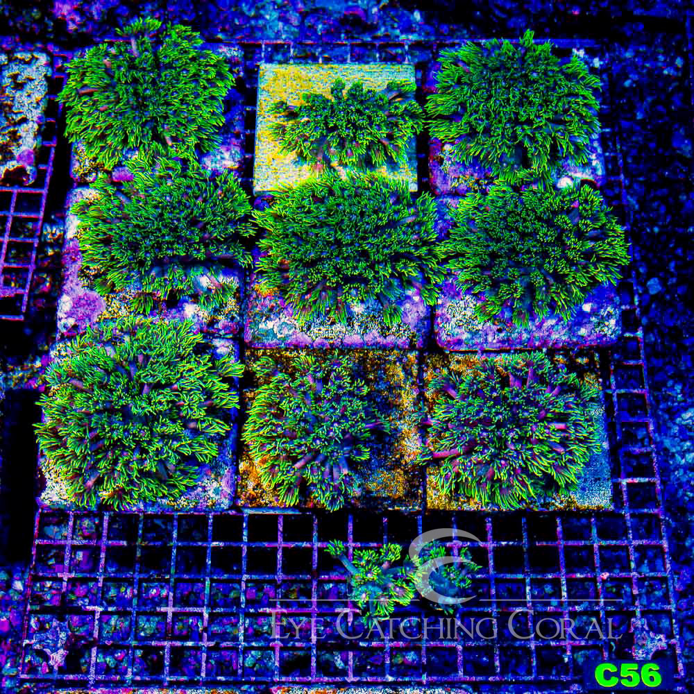 ECC Overlord Goniopora Frag