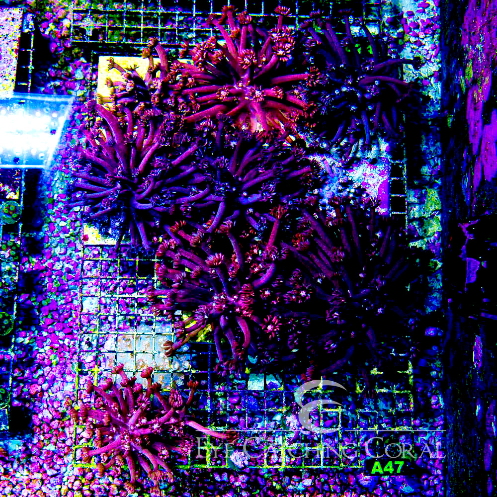 ECC Grafted Confetti Goniopora Frag (Rare Blue and Pink Mix)