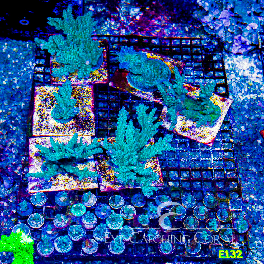 ECC Ice Tort Acropora Frag