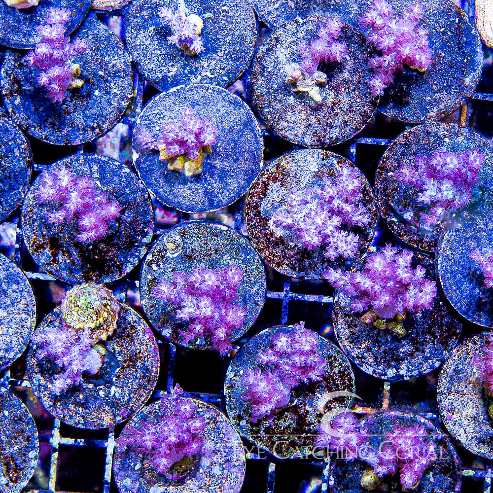 Koji Pink Nephthea Big Frag