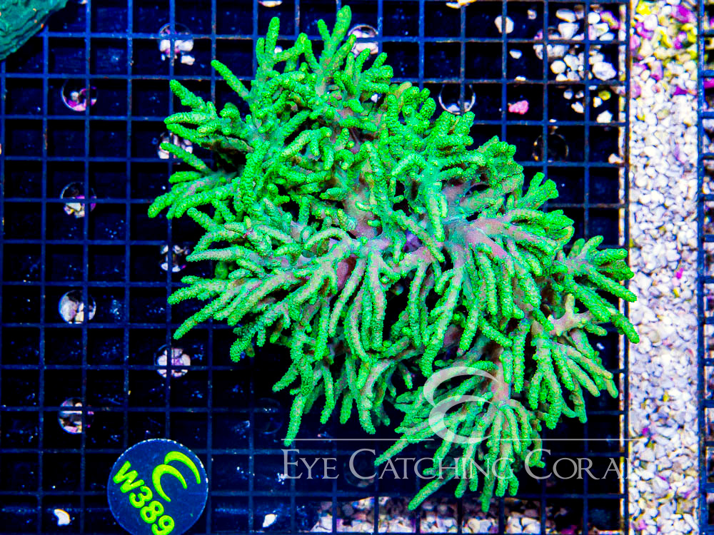 Aussie  Sinularia Neon Green Jumbo - Disc W389
