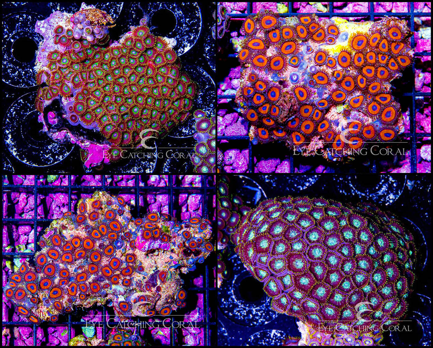 Western Australia Zoanthid