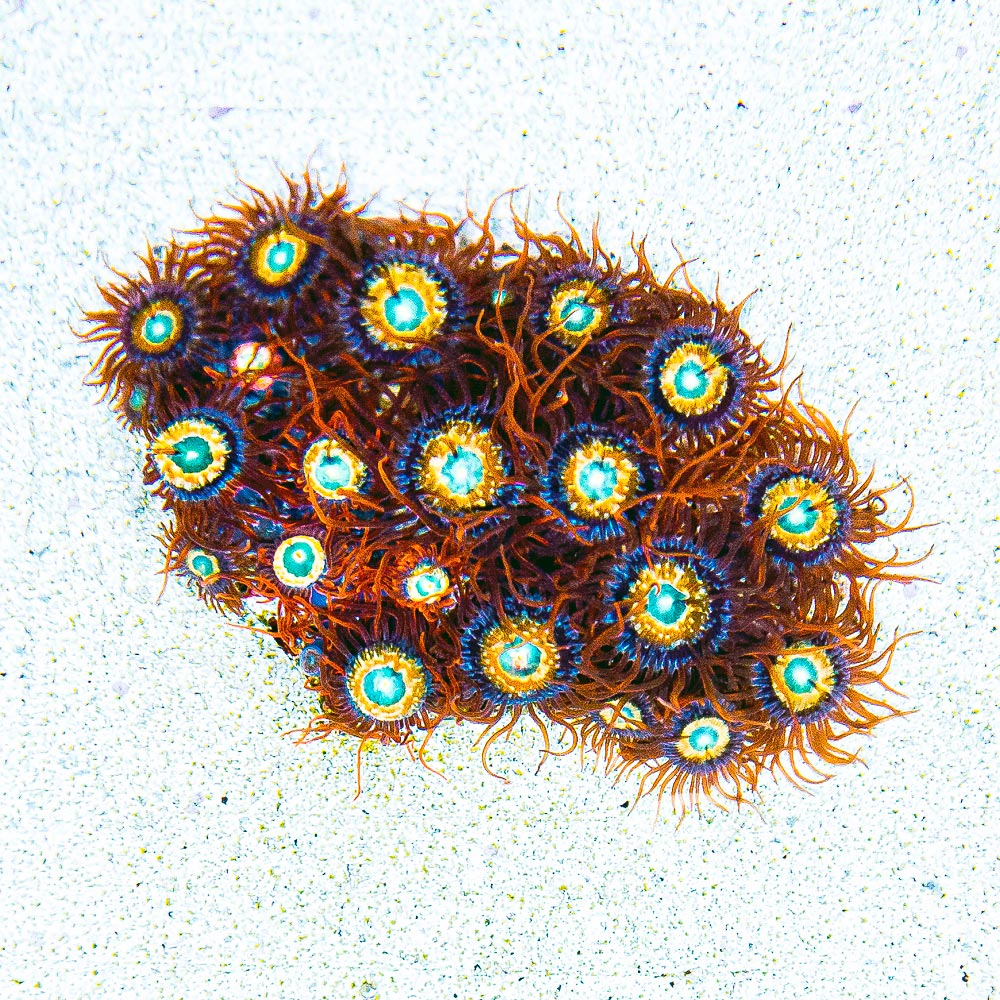 ECC Shatterfield Zoanthid Frag (4+ Polyp Average)