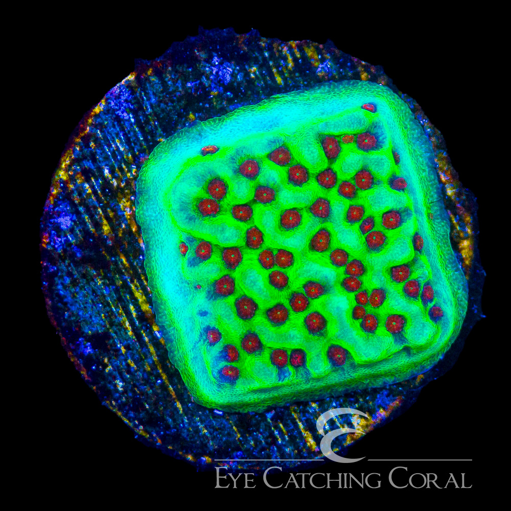 ECC Mistletoe Montipora Frag