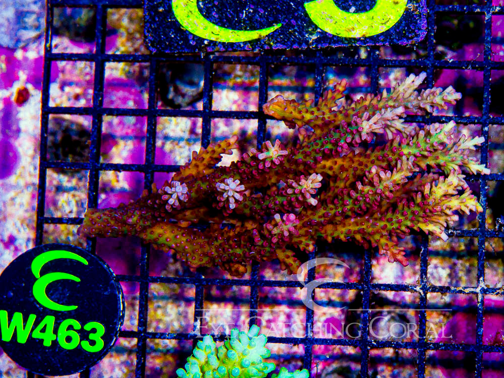 Aussie Acropora Shortcake S - Disc W463