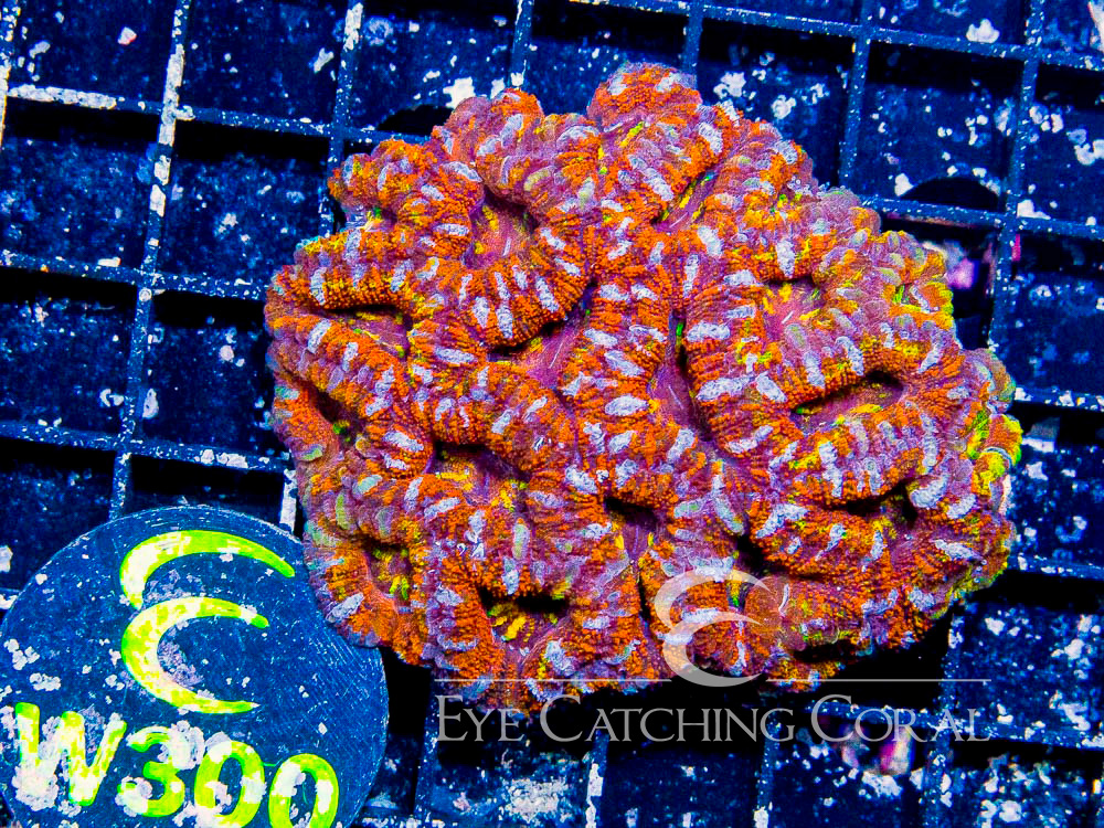 Aussie Acan Lord Rainbow or Super Ultra S - Disc W300