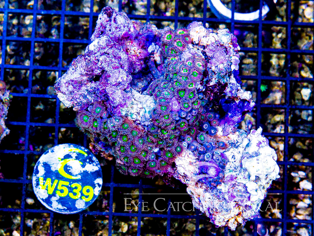 Indo Zoanthid Ultra (Sorted by Size & Color) Level 5 - Disc W539