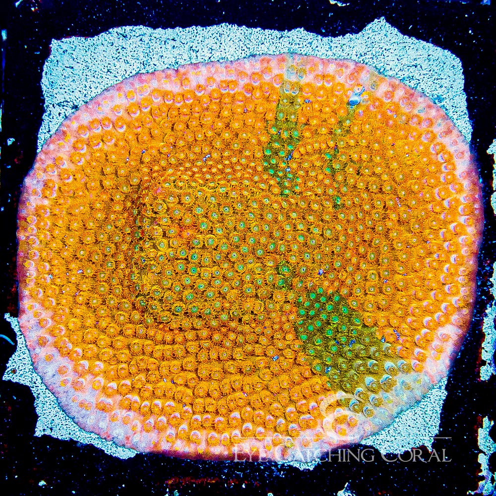 ECC Citrus Burst Cyphastrea Frag