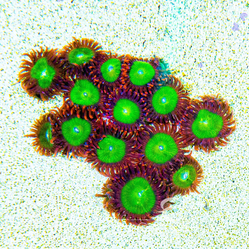 ECC Oompa Loompa Palythoa Frag (4+ Polyp Average)