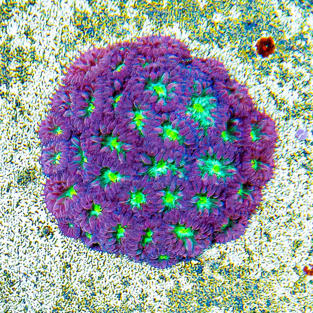 ECC Rose Water Blastomussa Merletti Frag