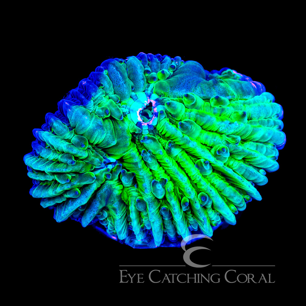ECC Funky Diaseris Fungia Frag