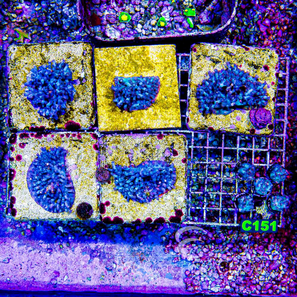ECC Bonsai Branching Cyphastrea Frag
