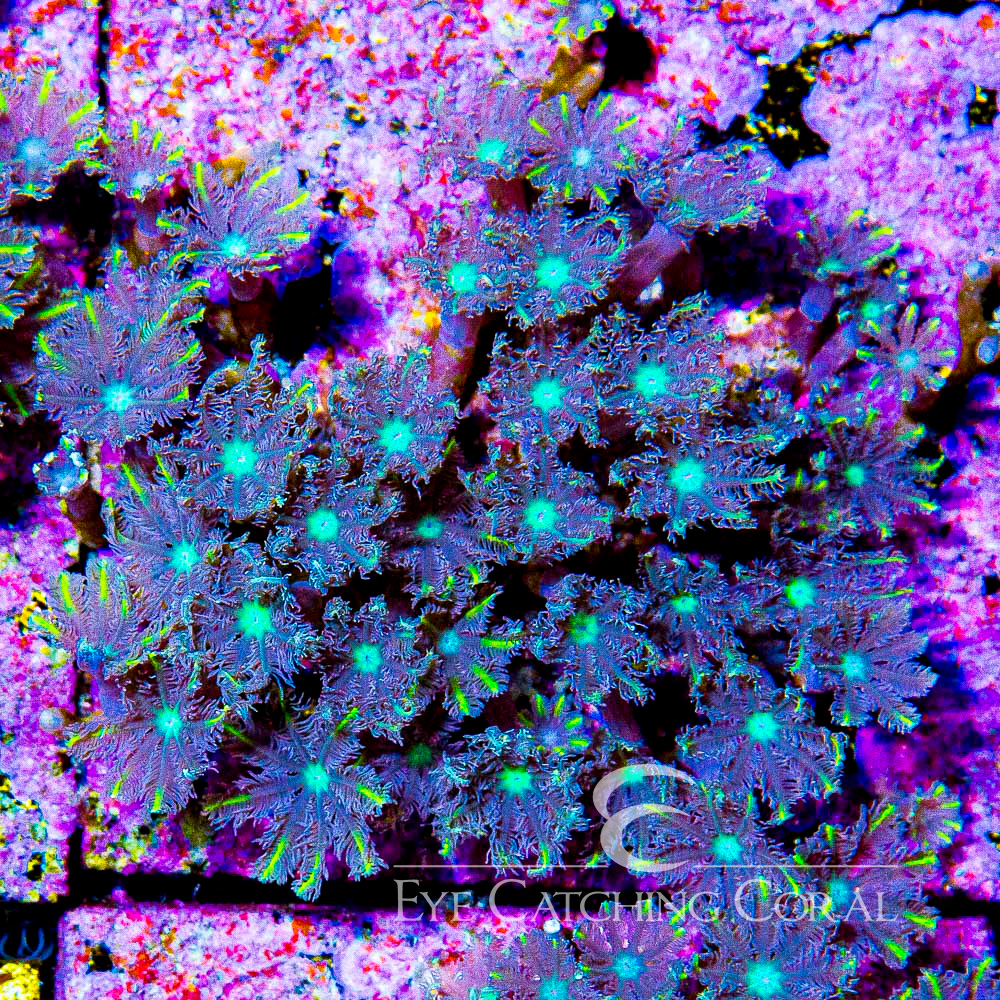 TSA Lemon Laser Clove Polyp Frag