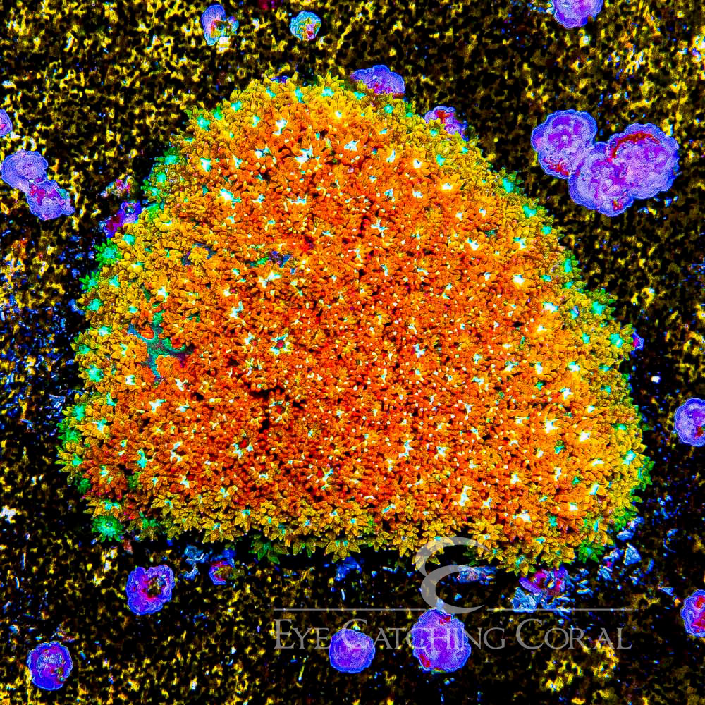 ECC Rainbow Fusion Short Polyp Goniopora Frag