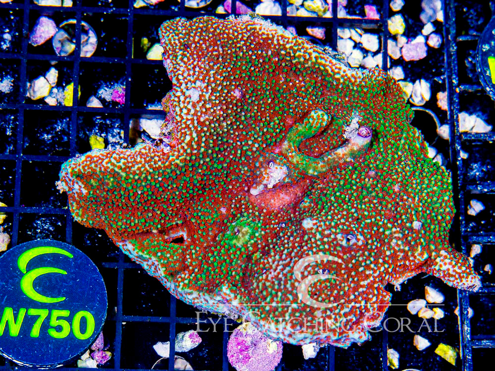 Aussie Montipora Colored - Priced by size and color L- Disc w750
