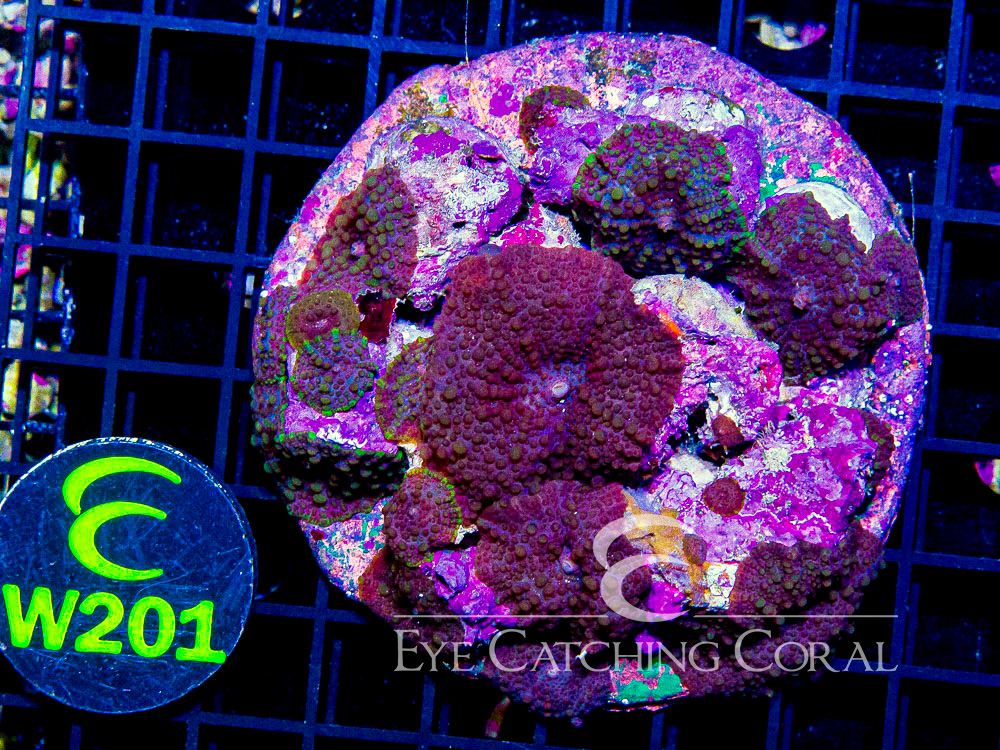 Indo Disco Mushroom Lava Flow XL - Disc W201