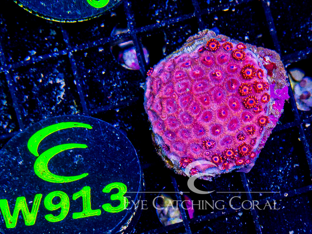 Indo Goniopora XS - Disc W913