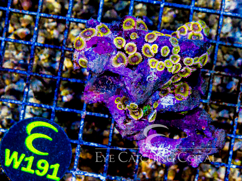 Indo Zoanthid Ultra (Sorted by Size & Color) Level 6 - Disc W191