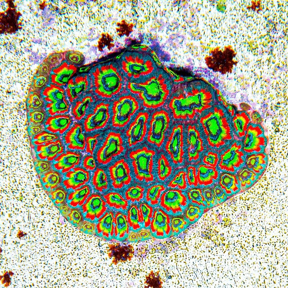 ECC Holy Grail Micromussa Frag