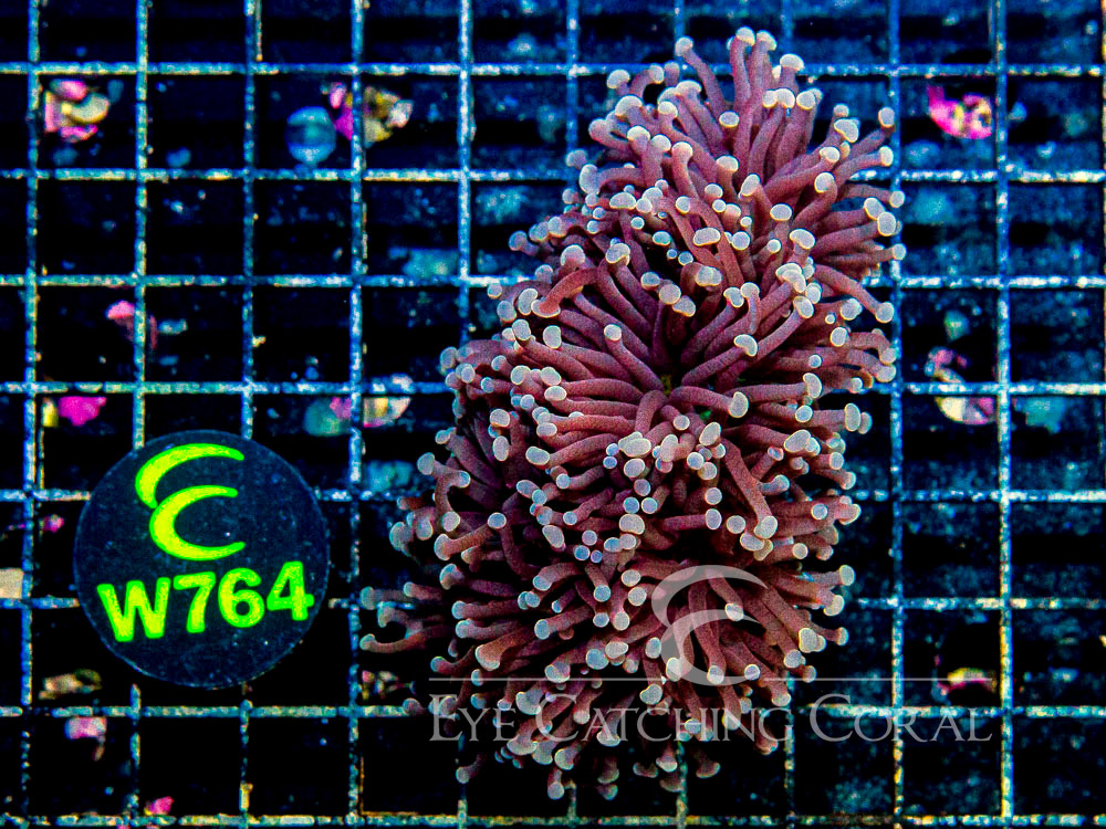 Aussie Colored Tip Green Center Torch 3 Headed Colony - Disc W764