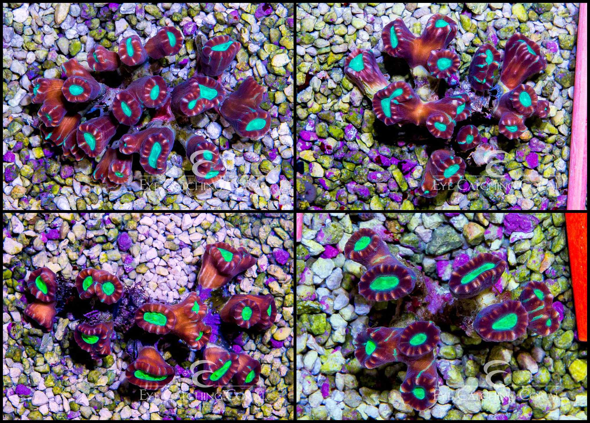 Multicolor Candy Cane