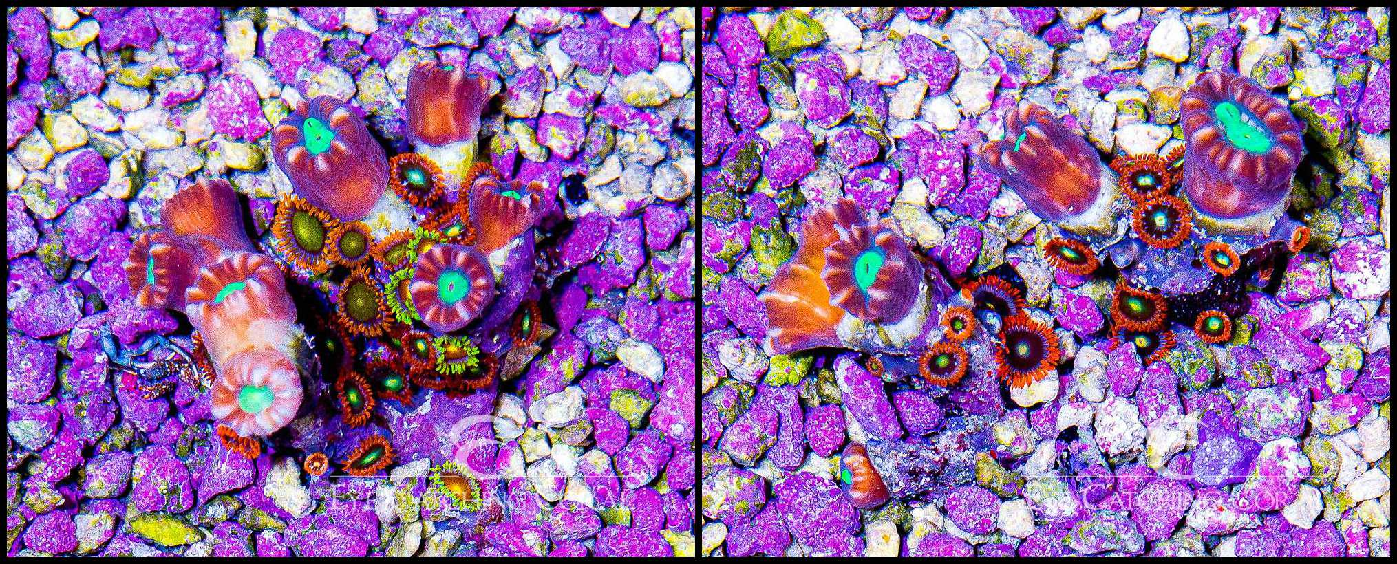 Candy Cane Multi w/ Zoas