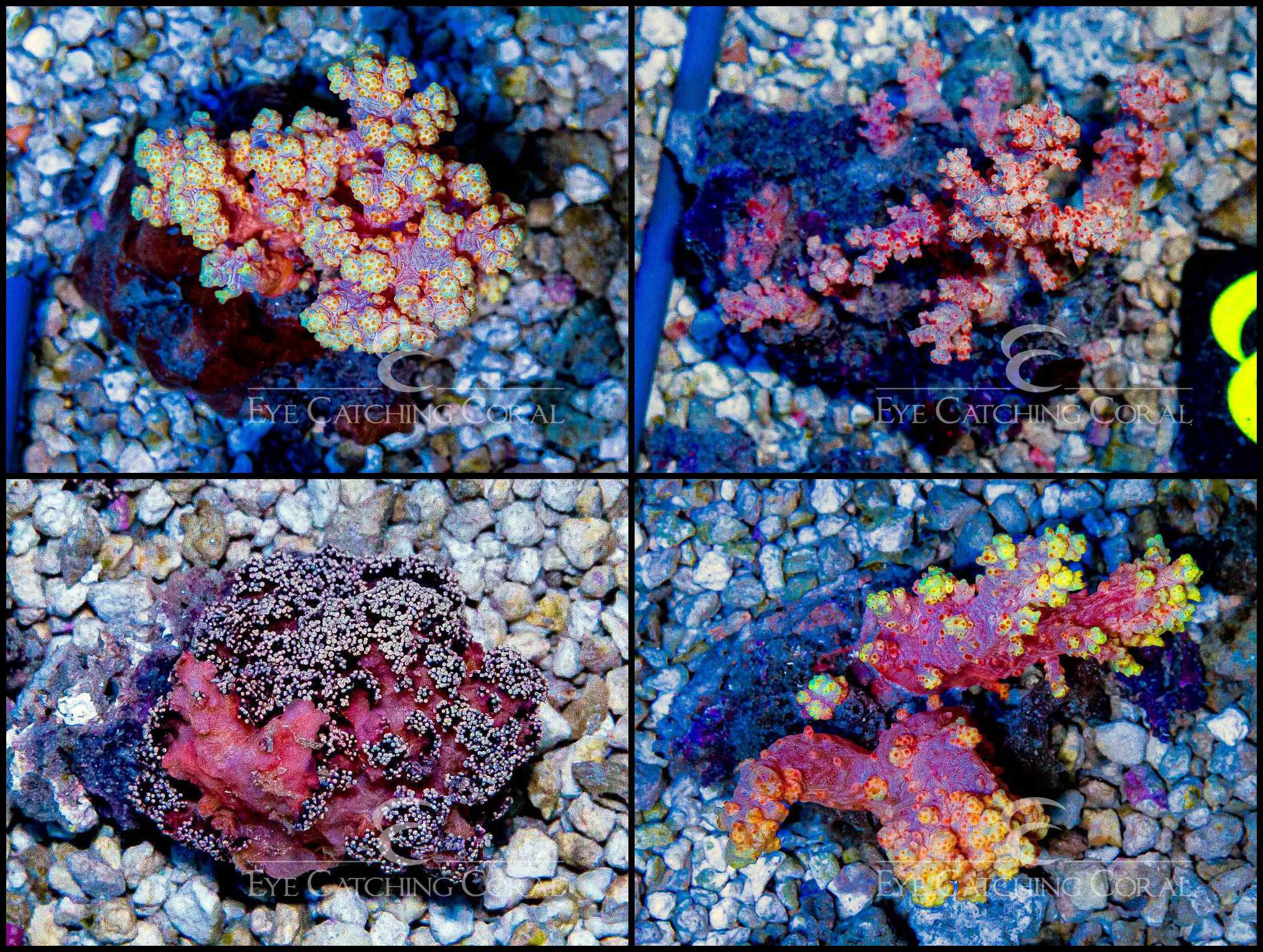  Carnation Tree Coral