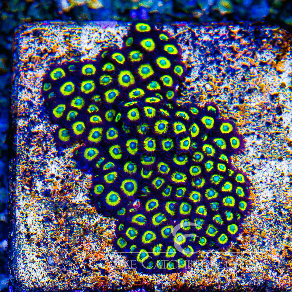 ECC Black Bella Zoanthid Frag (4+Polyp Average)