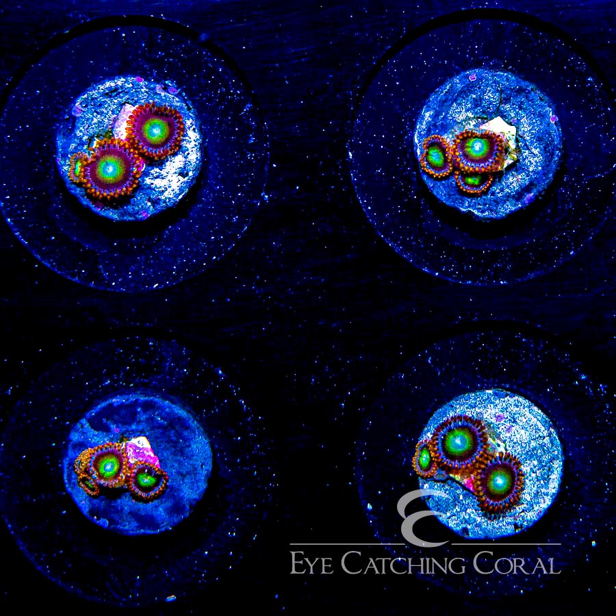 ECC Fruitopia Zoanthid Frag (4+ Polyp Average)
