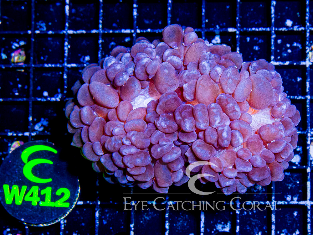 Aussie Bubble Coral Basic Pearl  L - Disc W412
