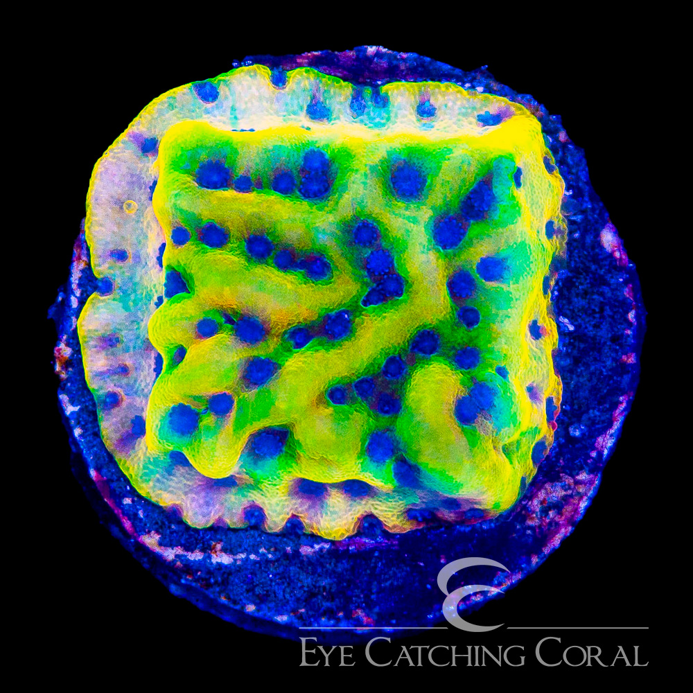 ECC Radiant Flame Montipora Frag