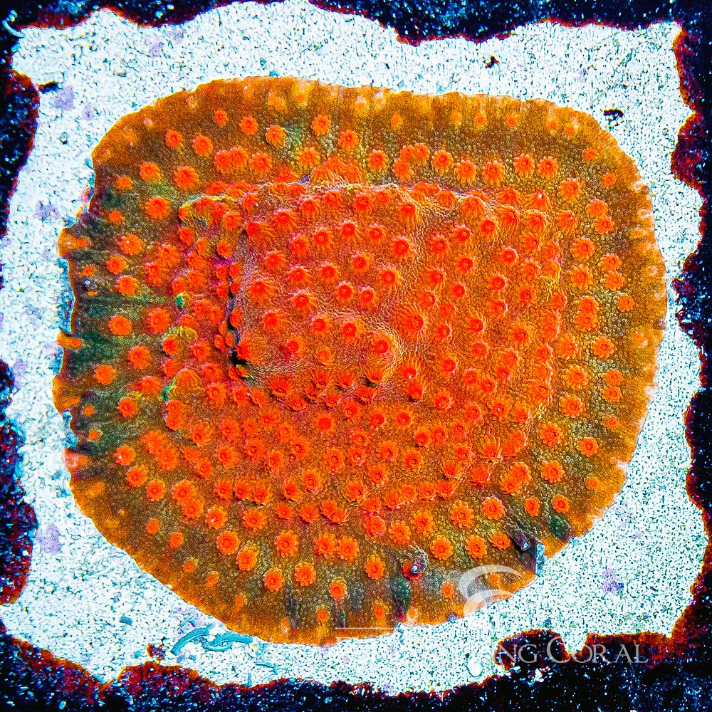 ECC Drogon Cyphastrea Frag